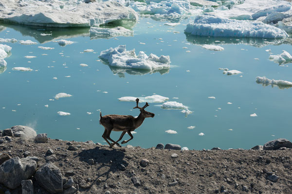 Rentier am Kangersuneq, Grönland