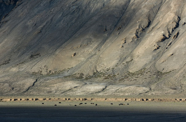 Yaks am Phirse Chu, Rupshu, Indien