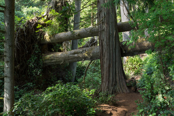 Juan de Fuca Marine Trail, Vancouver Island