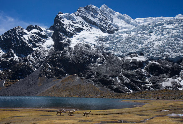 Alpakas, Jatun Pucacocha mit Auzangate, Vilcanota, Peru