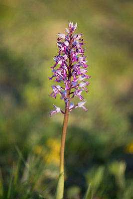 Helm-Knabenkraut (Orchis militaris)