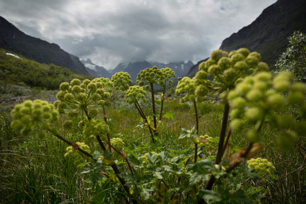 Quinnguadalen, Grönland