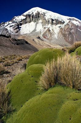 Llareta und Nevado Sajama, Bolivien