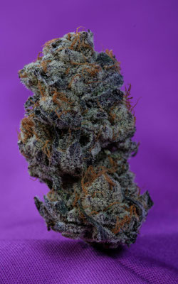 Purple Blüte