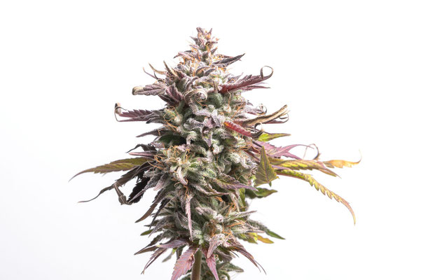 Blueberry Kush Blüte