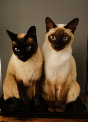 meine katerchen avani und aramis