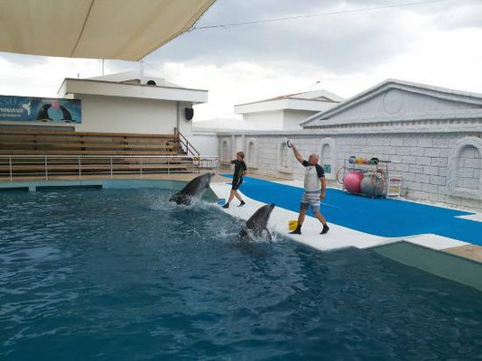 Antalya Dolphin Show