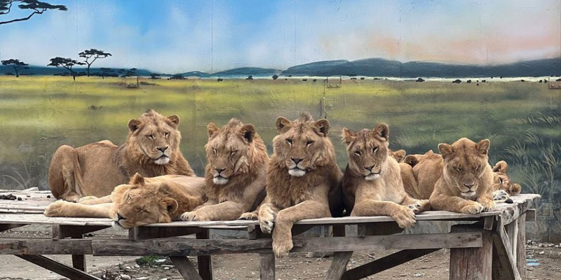 Land of Lions Antalya & Lion Safari