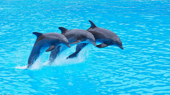 Antalya Dolphin Show