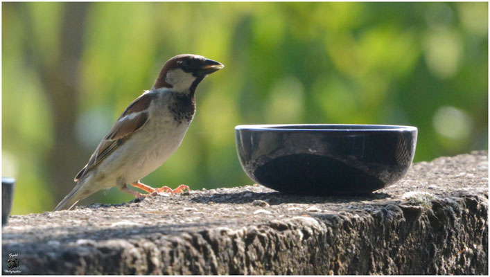 009 Moineau Domestique