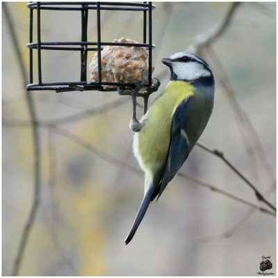 010 Mésange Bleue