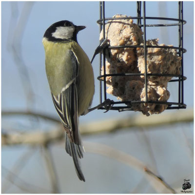 012 Mésange Charbonnière