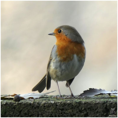 005 Robin le Rouge Gorge