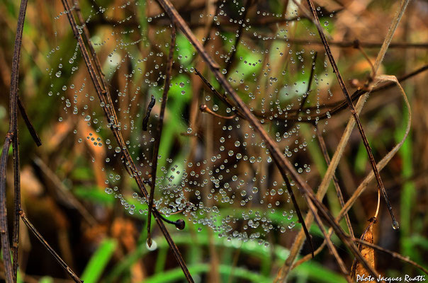 Perles de pluie accrochées à une toile d'araignée