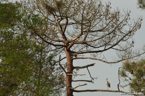 Au dessus de la cigogne on peut voir les nids