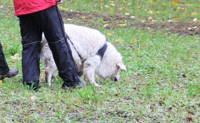 Dr Gismo liebt die Arbet!