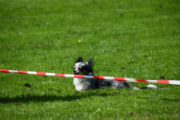 Platz - schön chüehl im Gras