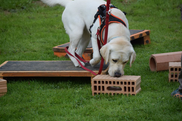 Immer noni gfunde... Woo isch er denn nur?