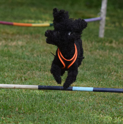 Mit fliegende Ohre über d Hürde