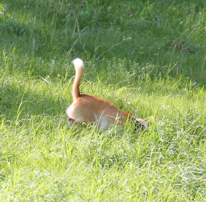 Stella - fast sieht man sie nicht im Gras