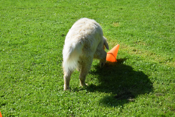 Hölzli sueche i Gras, nid under em Döggeli!