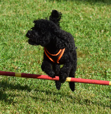 Souverän über dr Sprung