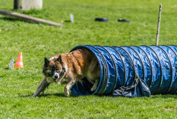 Ui, was chunnt denn do us dem Tunnel? Ä Wolf????