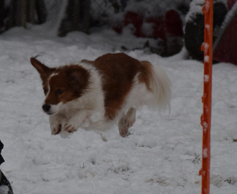 Mit emä riese Satz über d Hürde. Lucy am Fliege!