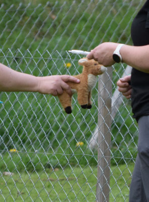 Gar nid so eifach, die Azeig! Drum mit Plüschtierli versuecht...