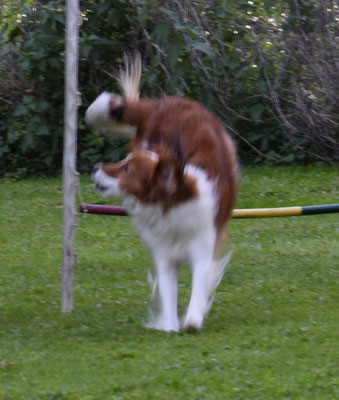 Perfekt und üsserscht konzentriert, obwohl d Lucy losfägt wie ä Wirbelwind