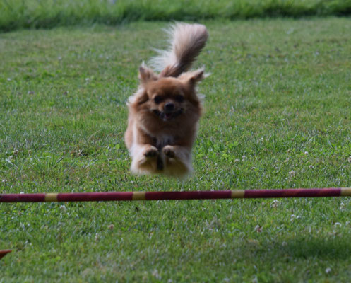 Flieg, flieg, flieg!