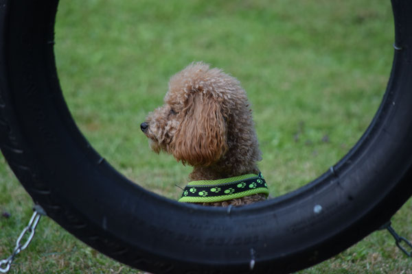 ... Mol luege, ev. chan i jo usse dure