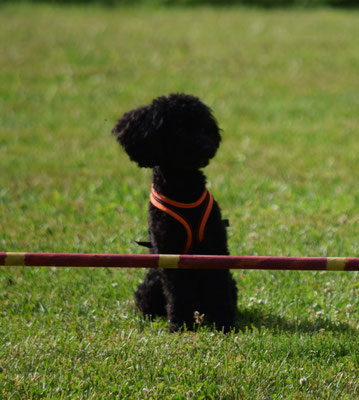 Aha, o.k., i bi barat!