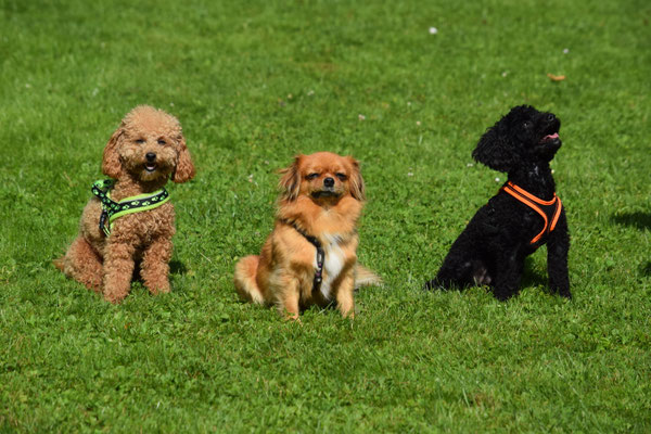 Ok. Fascht es glunges Föteli..