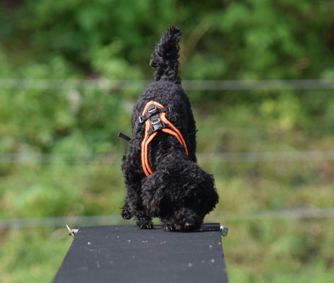 Ui, het do öber Fuetter gstreut?!?