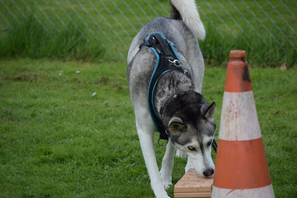 Wo isch ächt dä Stift nur???