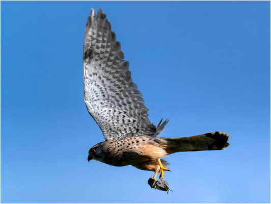 2025 Juni"Turmfalke mit Maus"©Werner Kaiser