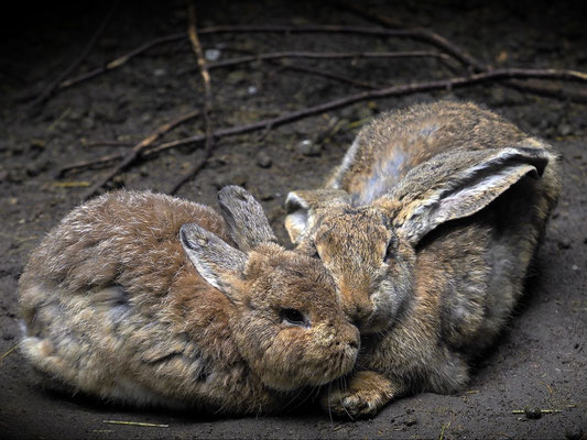 2022 April "Freundschaft"©Wolfgang Roschen