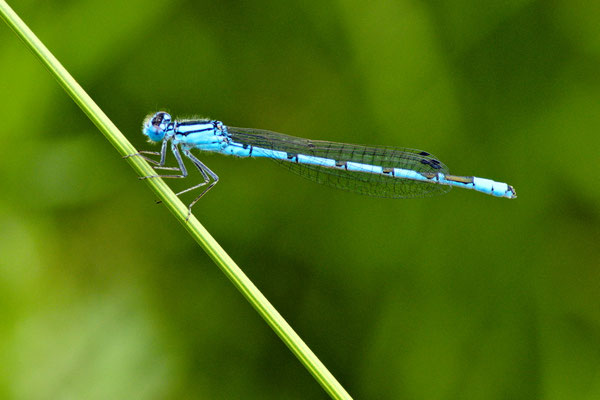 Kleine Mosaikjungfer