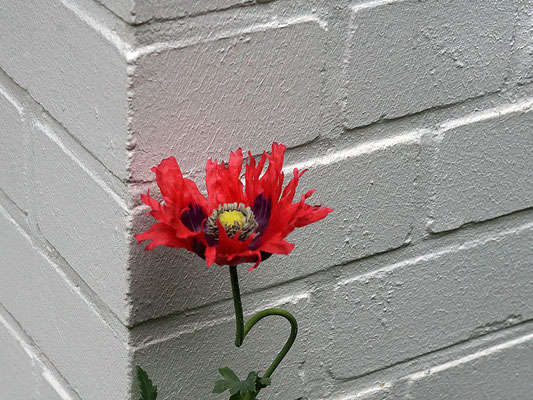 2025 Juli "Mohn"©Hakon Johannsen