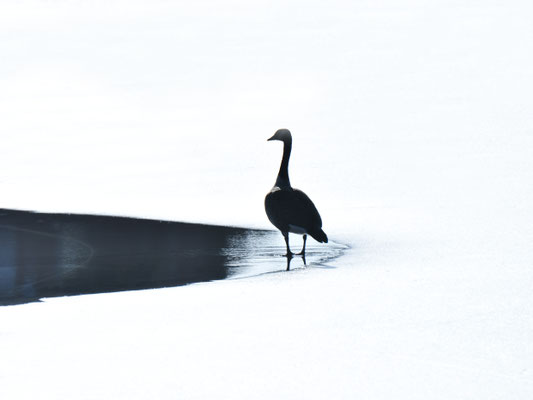 Gans_schwarz©Gerd Johannsen