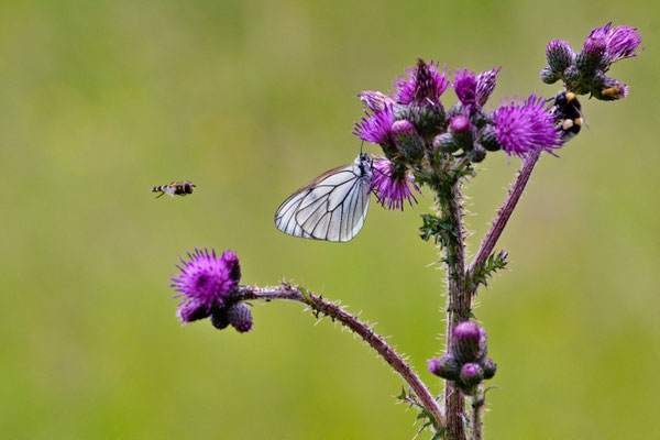 Anflug auf eine Sumpfdistel
