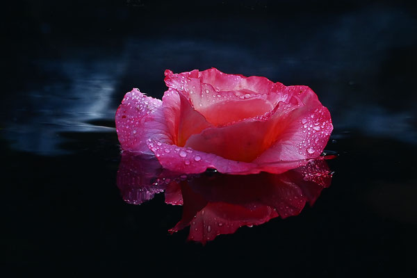 2024 Februar "Rose"©Kurt Edler