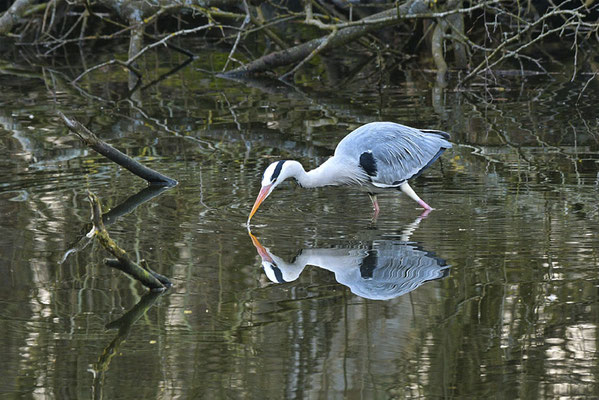 2026_März_Spiegelung©Gerd Johannsen
