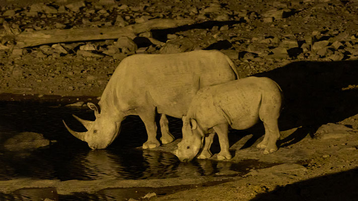 Nashörner am Wasserloch