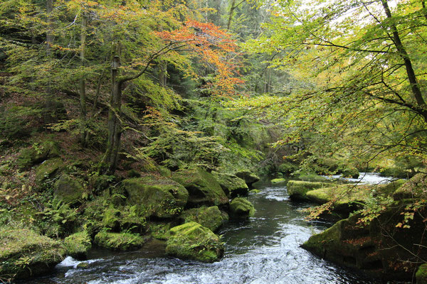 2023 September "Herrmannsklamm, böhm. Schweiz"©Christian Schulz