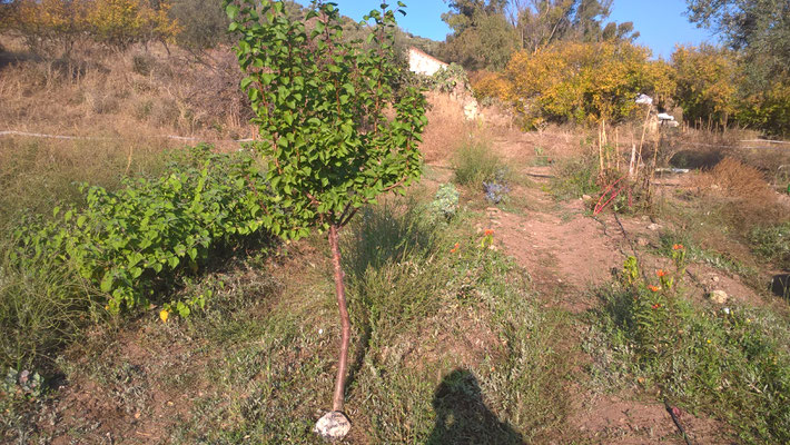 Aprikosenbaum von Thomas Feyrer