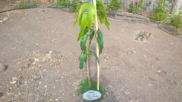 Mango, ein wunderschöner Baum