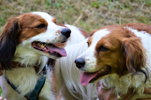 Flash und Pakwa