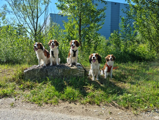 V.l.n.r. Dyami, Monti, Effi, Flash, Elu